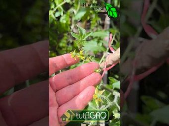 Иван Русских Иванова наука - 