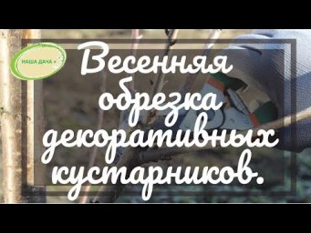 Наша дача Плюс - Обрезка декоративных деревьев и кустарников весной. Ефимов Игорь