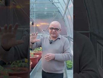 Агрофирма Аэлита - Можно ли обрезать переросшие перцы и баклажаны?