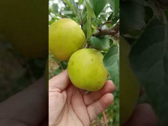 Хатунский питомник - 