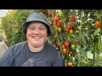 Борис Борисов - Теплица с томатами. В этом году ещё круче чем в прошлом! 