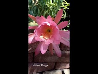 Фловер терапи - Epiphyllum bloom #cactusbloom #epiphyllum #эпифилум #розовый #греция #greece
