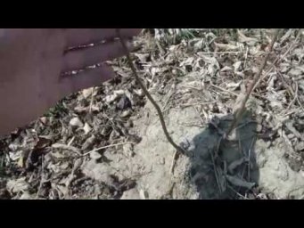 Клуб садоводов Хабаровск - Не убиваемая Гортензия Селекшн