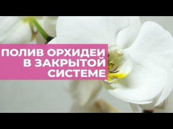 Сад на балконе - Полив орхидеи в закрытой системе. Уход, удобрение, почему гниют корни