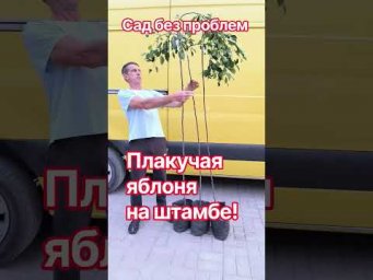 Сад без проблем - Плакучая яблоня на штамбе!