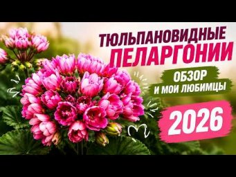 Огород как доход - ЭТИ ТЮЛЬПАНОВИДНЫЕ ПЕЛАРГОНИИ ПОКОРИЛИ МЕНЯ! ОБЗОР ЛУЧШИХ СОРТОВ