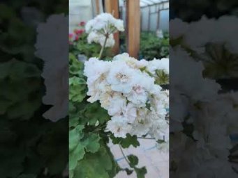 Мой цветочный бизнес - ИВ Галина Уланова. Осеннее цветение! #ИВ_Галина_Уланова  #пеларгония #сорт