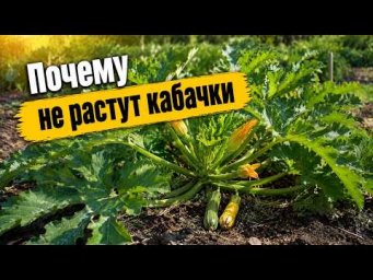 Садовый клуб Наталии Петренко - Почему не растут кабачки   что делать