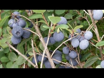 Сад без проблем - Новые сорта голубики из питомника!