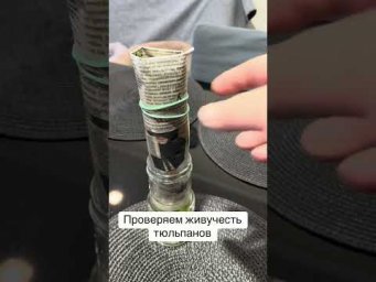 Цветочная жизнь - Проверяем живучесть тюльпанов #tulip