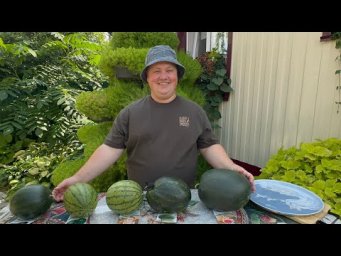 Борис Борисов - Самые сладкие и урожайные! 