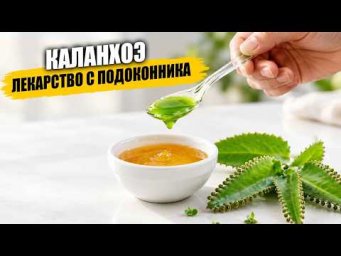 Садовый клуб Наталии Петренко - Каланхоэ   лекарство с подоконника