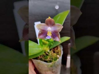 Орхидс Phalaenopsis Mituo Blue Cat 'Rainy Night'  #orchids