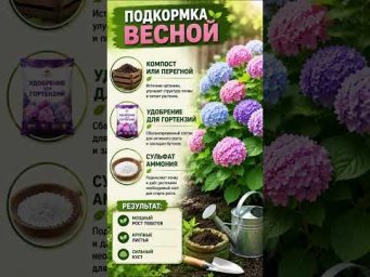 ХитСад ТВ - Секрет пышного цветения гортензий #гортензия #сад #дача