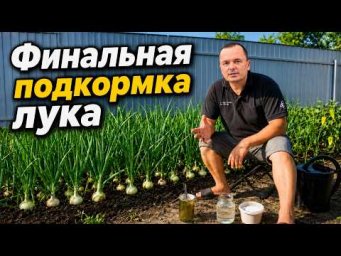 Сад, огород своими руками (Валерий Кузюбердин) - Увеличиваем урожай лука репчатого вдвое всего одной