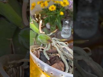 Garden orchides - Чем поливать орхидеи сейчас, чтобы потом цвели!
