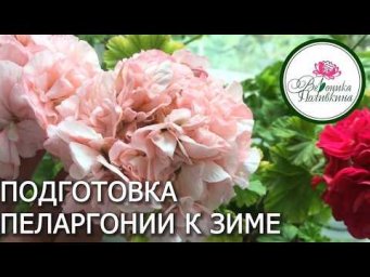 Вероника Поливкина - Подготовка пеларгоний к зимнему сезону
