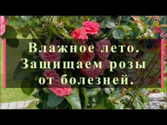 Питомник роз Иващенко - Влажное лето. Защищаем розы от болезней. Питомник растений Е. Иващенко