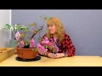 Усадьба Багиры - Бонсай из яблони (ч.8).