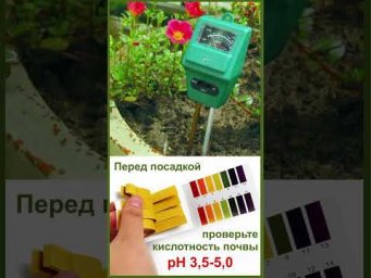Садовый клуб Наталии Петренко - Садовая азбука - верески