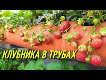Огород над землёй - КЛУБНИКА В ТРУБАХ/Урожай клубники.