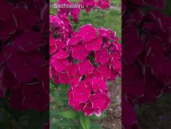 Сад флоксов - Яркий флокс Эльдар