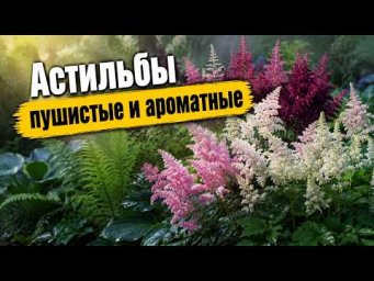 Садовый клуб Наталии Петренко - Астильбы - пушистые и ароматные