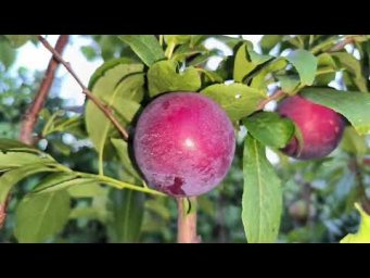 Сад без проблем - Крутая слива, о которой вы не знали!