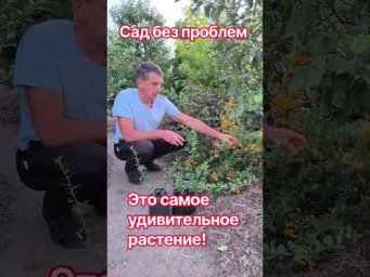 Сад без проблем - Это самое удивительное растение!