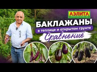 Агрофирма Аэлита - БАКЛАЖАНЫ в теплице и в открытом грунте: СРАВНЕНИЕ