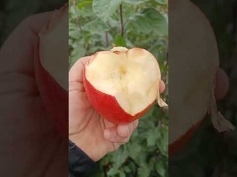 Хатунский питомник - САЖЕНЦЫ ЯБЛОНИ СВИТАНГО 