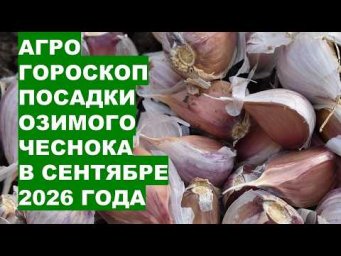 Дача, сад, огород, цветы - Посадка чеснока в сентябре 2026: астрологический прогноз на урожай