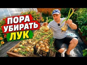 Сад, огород своими руками (Валерий Кузюбердин) - Два основных признака, что пора убирать лук репчаты