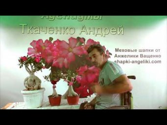 Адениумы Ткаченко - Почему не цветут адениумы.
