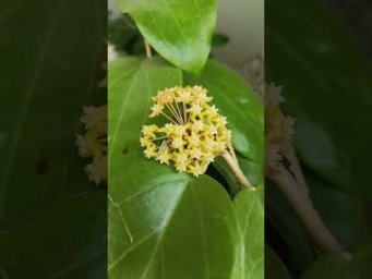 Хойи со всех уголков мира  - Весеннее цветение.. #hoya #краснодар #хойи #цветы #сад