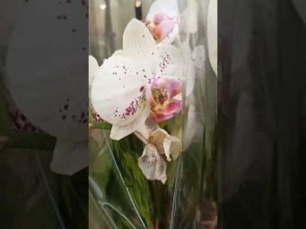 Узамбарские фиалки, орхидеи - ОРХИДЕИ в Ашане, 03.07.26, ТЦ Мега, Самара.