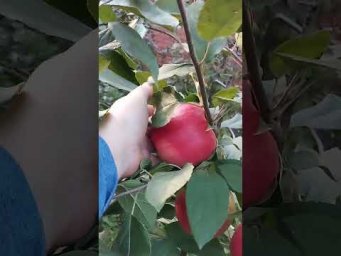 Хатунский питомник - 