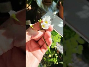 FloraMan - 12 июля 2026 г.