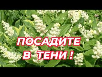 Мир семян и цветов - Что посадить в тени? Посадите этот неприхотливый многолетник в тенистых уголках