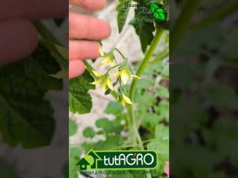 Иван Русских Иванова наука - 