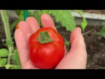 Урожайный огород Татьяна Щедрина - СЕЙЧАС САМОЕ ВРЕМЯ СДЕЛАТЬ ЭТУ ПОДКОРМКУ ТОМАТАМ!