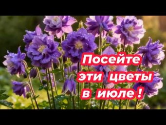 Мир семян и цветов - ПОСЕЙТЕ ЭТИ ЦВЕТЫ В ИЮЛЕ и любуйтесь красивым цветением в саду! Что посеять в и
