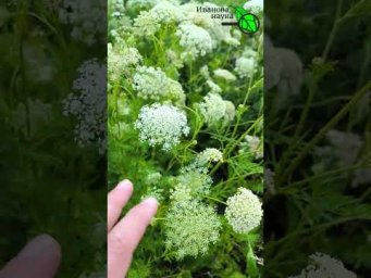 Иван Русских Иванова наука - 