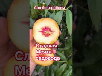 Сад без проблем - Почему этот персик до сих пор остаётся просто мечтой?
