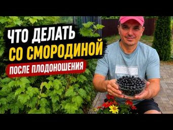 Сад, огород своими руками (Валерий Кузюбердин) - Что сделать со смородиной после сбора ягод- наглядн