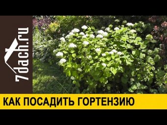 Семь дач Елена Конева - 