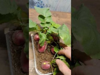 Практичный огород - Мой урожай редиски дома под разными лампами.