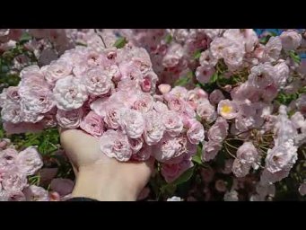 Питомник Розовая клумба - Розовая пена - Хевенли Пинк https://rozklumba.ru/product/heavenly-pink/