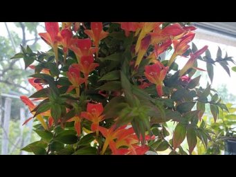 Цветочное ассорти - Колумнея - уход в домашних условиях. Шикарное цветение