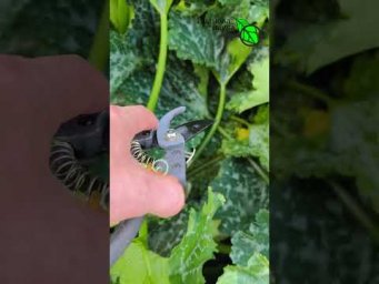Иван Русских Иванова наука - СРОЧНО ОТРЕЖЬТЕ ЭТО У КАБАЧКОВ и они снова завалят урожаем!